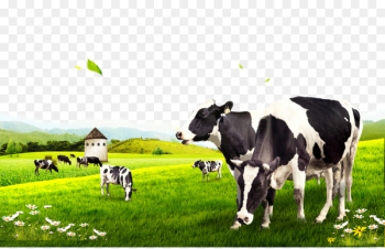 Dairy cattle - Cow pasture 