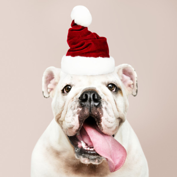 Portrait of a cute bulldog puppy wearing a santa hat Free Psd