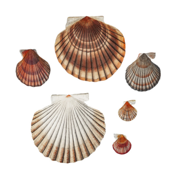 Clam shell varieties