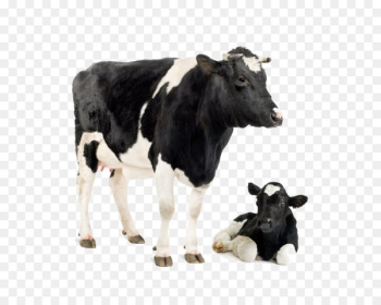 Holstein Friesian cattle Jersey cattle White Park cattle Calf Dairy cattle - Cow calf image 