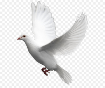 Domestic pigeon Columbidae Bird - White flying pigeon PNG image 