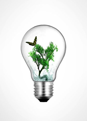  Lightbulb with bonsai plant and butterfly inside - Ecology and e 