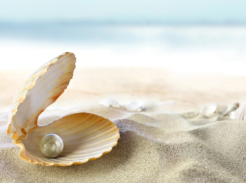 An open shell with a pearl.
