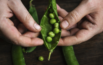Person Holding Oval Green Vegetable With Beans