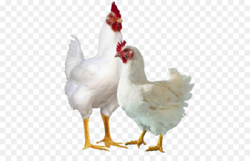 Broiler Chicken Poultry farming Cornish game hen - chicken 