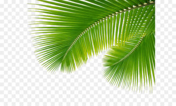 Arecaceae Leaf Palm branch - Palm Leaf, Leaves Png 