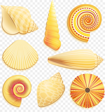 Seashell, Sea, Beach, Shell, Conchiglie PNG