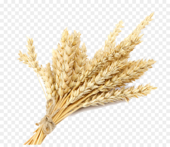 Oat, Cereal, Emmer, Triticale, Wheat PNG