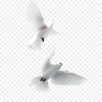 Domestic pigeon Bird Snow Pigeon Streptopelia - Pigeon Pictures 