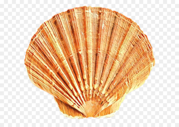 Cockle, Seashell, Mollusc Shell, Shell, Scallop PNG