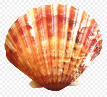 Cockle, Clam, Seashell, Shell, Scallop PNG