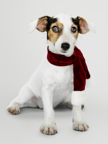 Adorable jack russell retriever puppy wearing a christmas scarf Free Psd