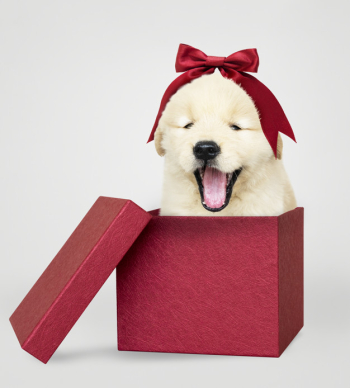 Golden retriever puppy in a red gift box Free Psd