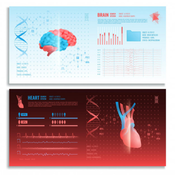 Medical interface horizontal banners with heart and brain realistic images search system and hud elements Free Vector