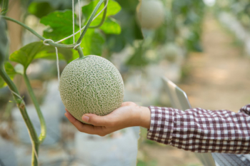 Plant researchers are checking the effects of cantaloupe. Free Photo