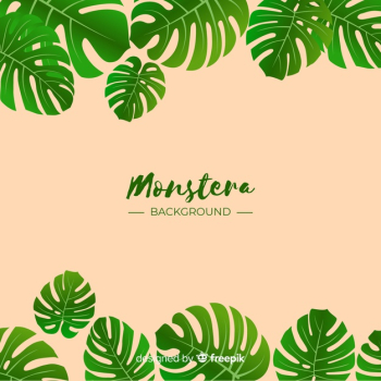Monstera background Free Vector