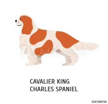 Blenheim Cavalier King Charles Spaniel
