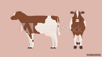 Cow isolated on light background