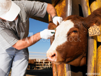 farmer with cow
