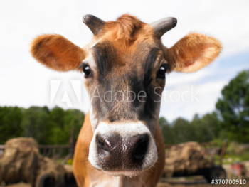cow on a farm