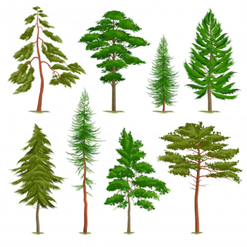 Set of realistic pine trees of various type isolated on white Free Vector