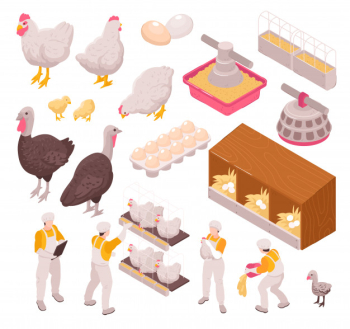 Isometric chicken production poultry farm set with isolated images of human workers and farm animals eggs Free Vector