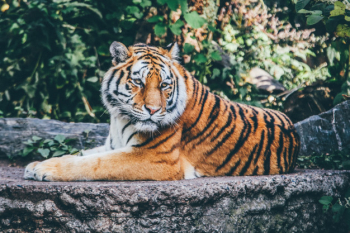 Wide selective focus shot of an orange tiger on a rocky surface Free Photo