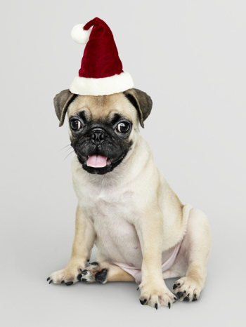 Adorable pug puppy wearing a christmas hat Free Psd