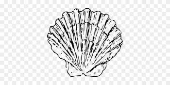 Scallop Shell Seashell Clam Marine Ocean A - Black And White Shell ...