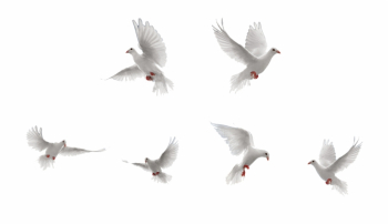 Bird, Rock Dove, Flight, Water Bird, Flock Png Image Free PNG ...