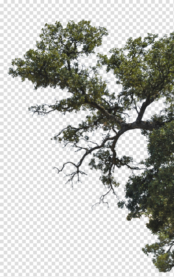 Tree side png 2 Â» PNG Image