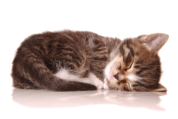 Sleeping Cat Png (94+ images in Collection) Page 1