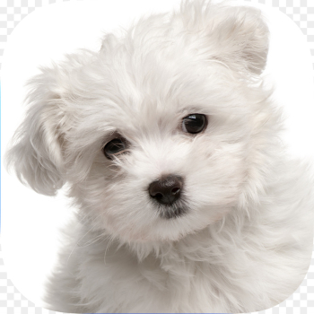 puppy png download - 1024*1024 - Free Transparent Maltese Dog png ...