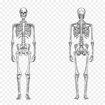 Human skeleton Bone Human body Anatomy - vector human skeleton png ...