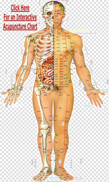 Acupuncture Traditional Chinese medicine Acupressure Meridian Akupunktiopiste, acupoints on the back of the household transparent background PNG clipart