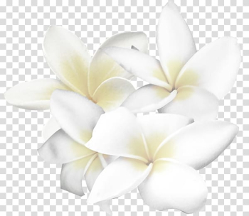 White Flower , White flowers transparent background PNG clipart