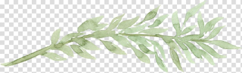 Watercolor painting Gum trees Leaf, watercolor set transparent background PNG clipart