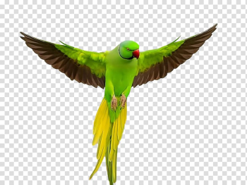 Parrot Lovebird Rose-ringed parakeet Budgerigar, parrot transparent background PNG clipart
