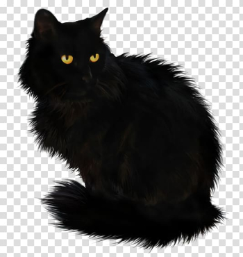 Black cat , gif transparent background PNG clipart