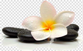White and yellow plumeria flower on stones illustration, Day spa Facial Beauty Parlour Waxing, beauty transparent background PNG clipart