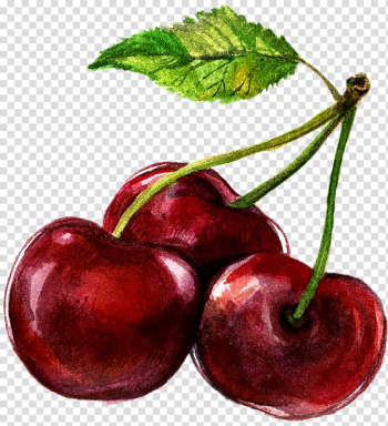 Watercolor painting Cherry Illustration, Hand-painted cherry transparent background PNG clipart