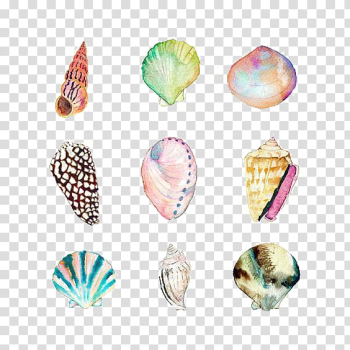 Nine assorted-color seashells art, Watercolor painting Seashell Drawing Beach Illustration, shell transparent background PNG clipart