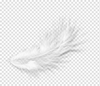 White Feather Black Pattern, Floating white feather hair transparent background PNG clipart