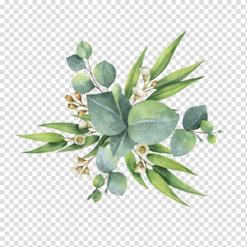 Watercolor painting Flower bouquet Leaf, eucalyptus, green leafed plant transparent background PNG clipart