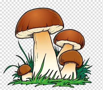 Mushroom Cartoon, mushroom,lovely,Cartoon,color transparent background PNG clipart