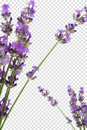 Purple petaled flowers illustration, Lavender Petal Huocheng County Soap, Lavender flowers transparent background PNG clipart