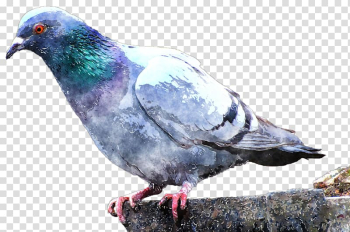 Domestic pigeon Columbidae Bayou Pigeon, Louisiana Bird Watercolor painting, pigeon transparent background PNG clipart