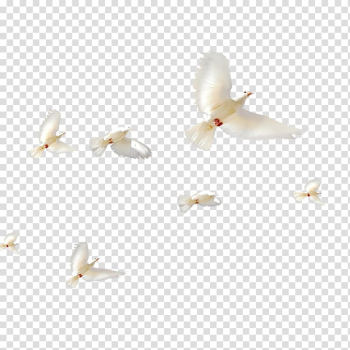 Flying doves illustration, Rock dove Bird Columbidae Flock, bird transparent background PNG clipart