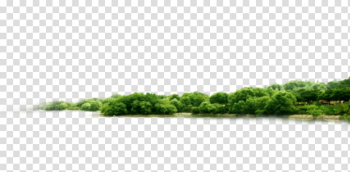 Green plants beside body of water illustration, Tree Mediterranean forests, woodlands, and scrub Thicket, forest transparent background PNG clipart