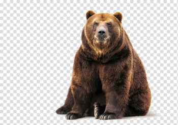 Brown bear, Brown bear Polar bear Grizzly bear, Bear transparent background PNG clipart